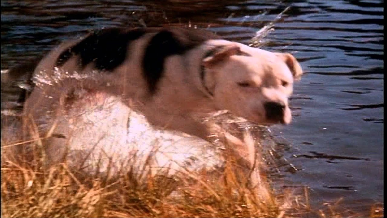 Homeward Bound: The Incredible Journey Trailer
